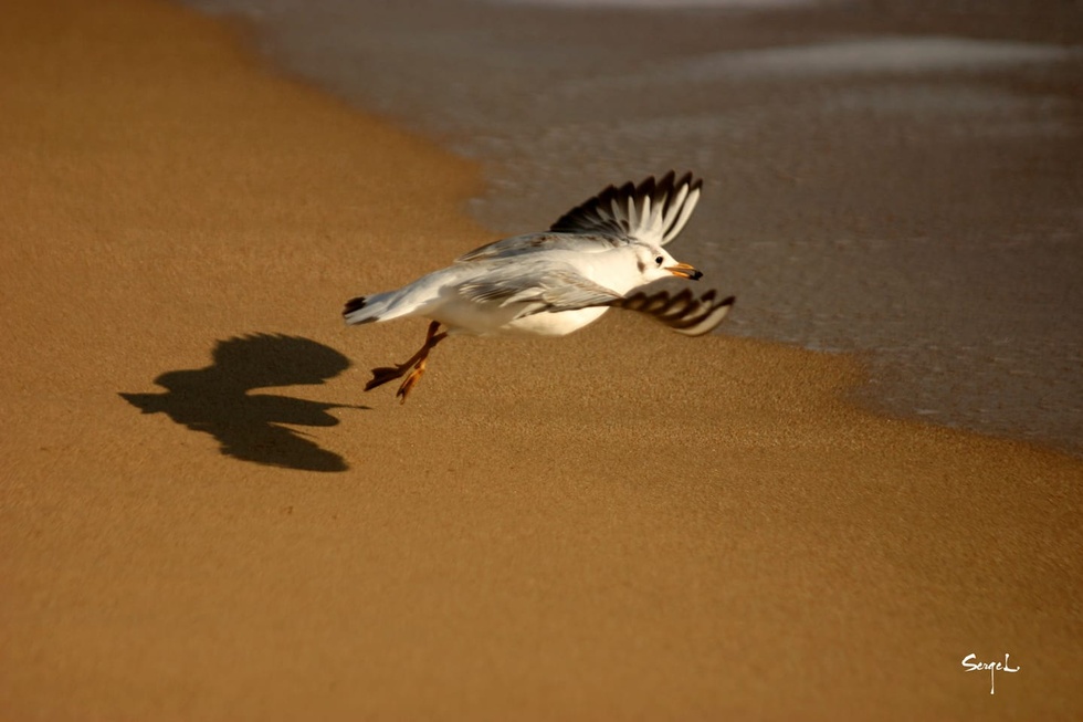 Copyright photo Serge Leterrier Copyright photo Serge Leterrier